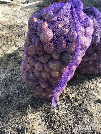 Продам картофель домашний