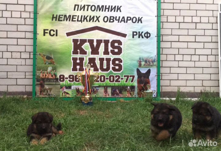 Щенки немецкой овчарки
