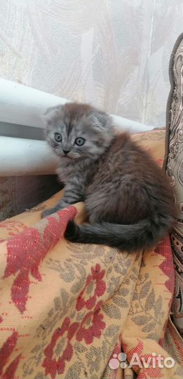 Симпотичные котята