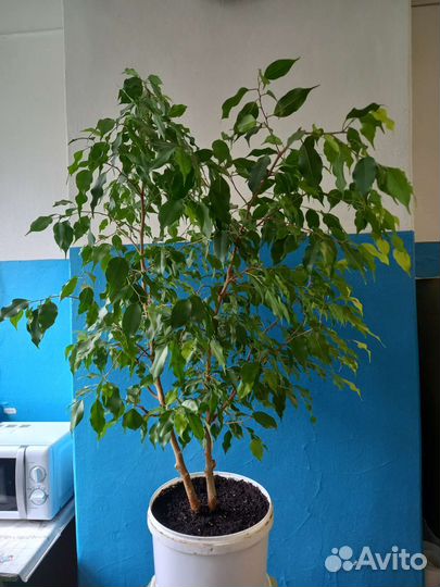 Фикус бенджамина