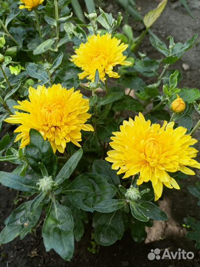 Хризантема