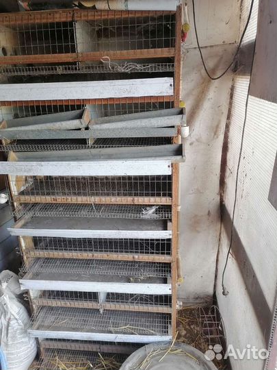 Клетка для перепелов, бруддер