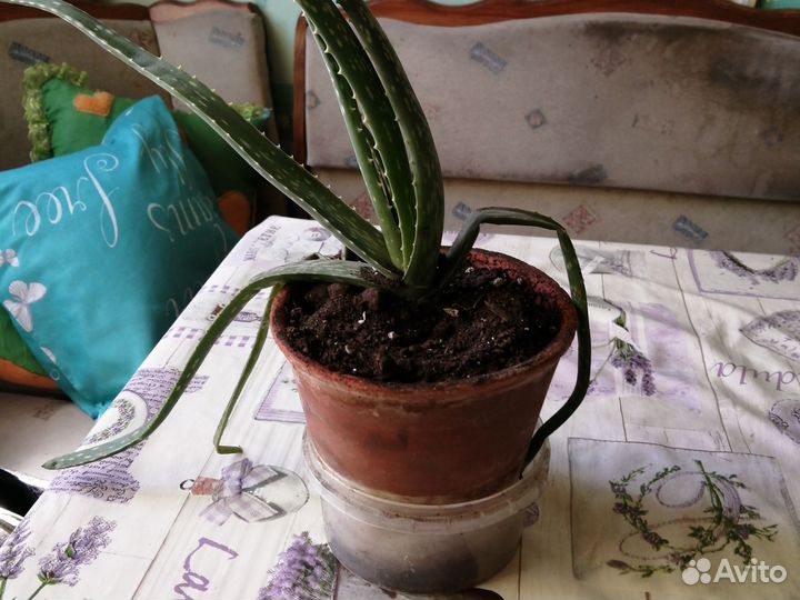 Алоэ лечебный