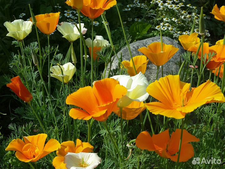 Семена садовых цветов