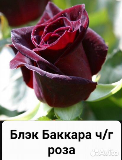 Саженцы роз