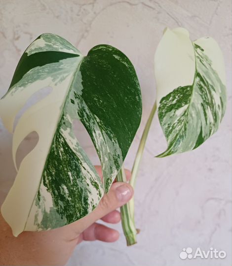 Монстера альба