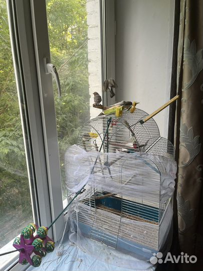 Зебровые амадины