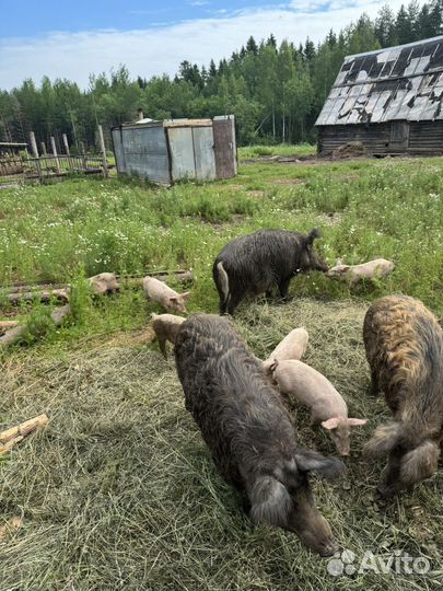 Свиньи поросята