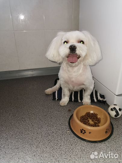 Предлагаю на вязку кобеля мальтийская болонки