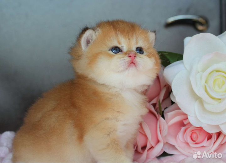 Британские золотые шиншиллы