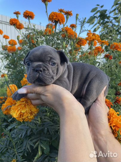 Французский бульдог голубой