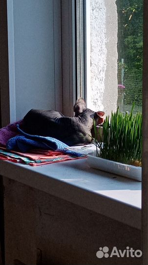 Канадский сфинкс девочка