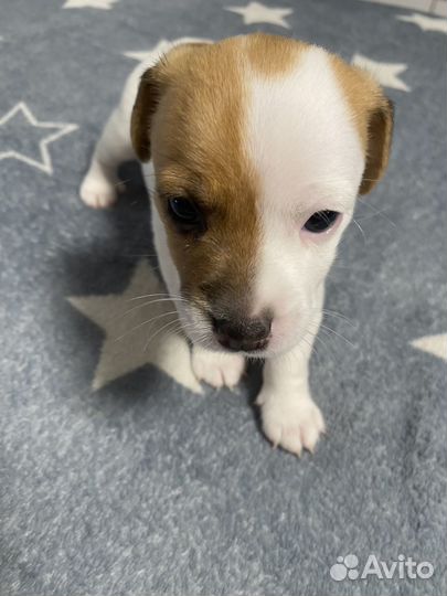 Джек Рассел терьер