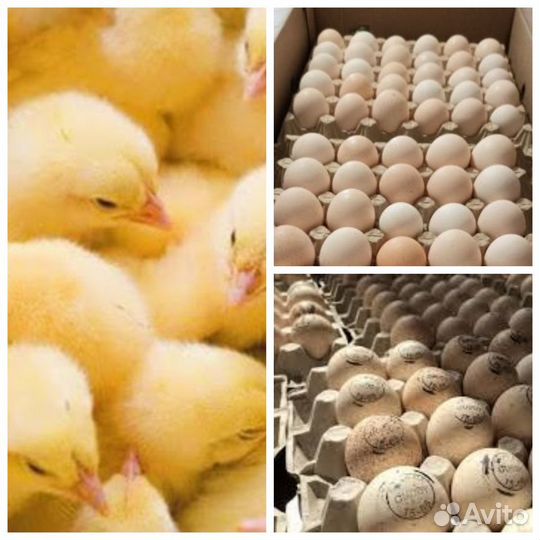 Инкубационное яйцо бройлер Арбор и несушка