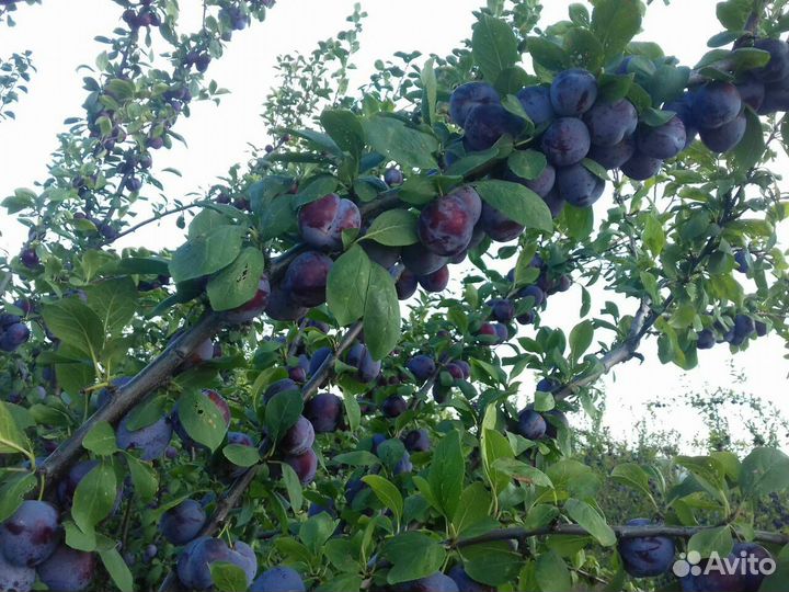 Продукты питания