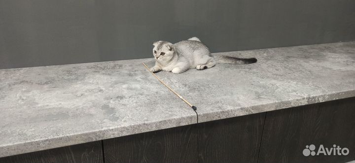 Шотландский кот ищет кошечку