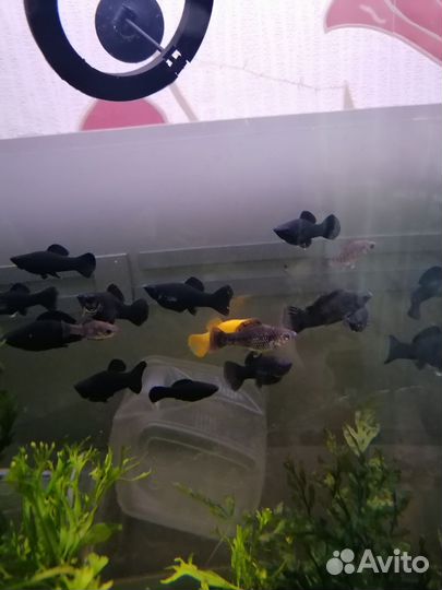 Моллинезии Велифера