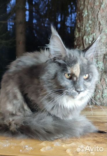 Кошка мейн-кун