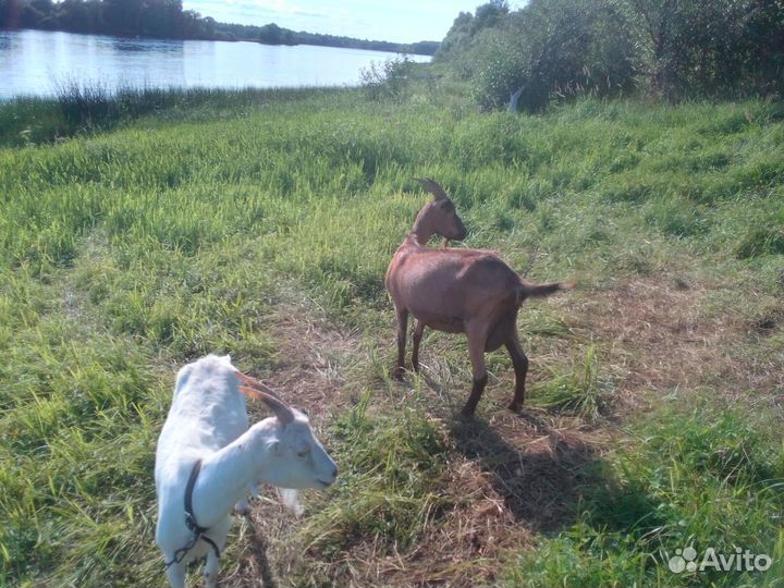 Козы и Козел