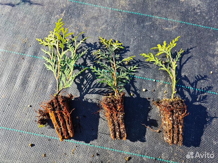 Туя, можжевельник (укорененные черенки)