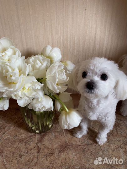 Мальтезе кобель ищет девочку для вязки