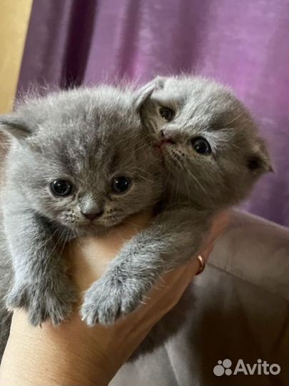 Британские котята