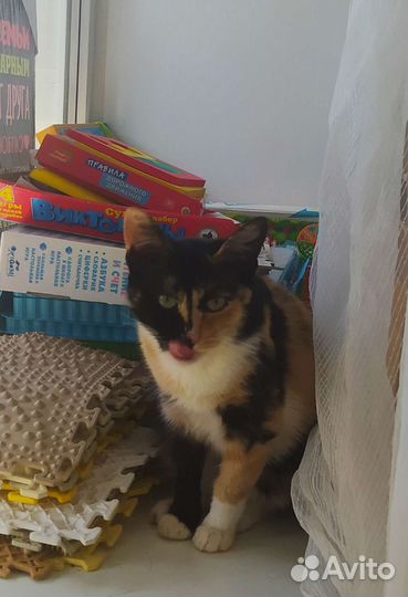 Трехцветная кошечка на счастье в доме