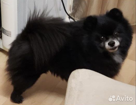 Померанский шпиц