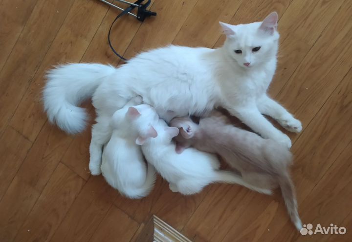 Турецкая ангора