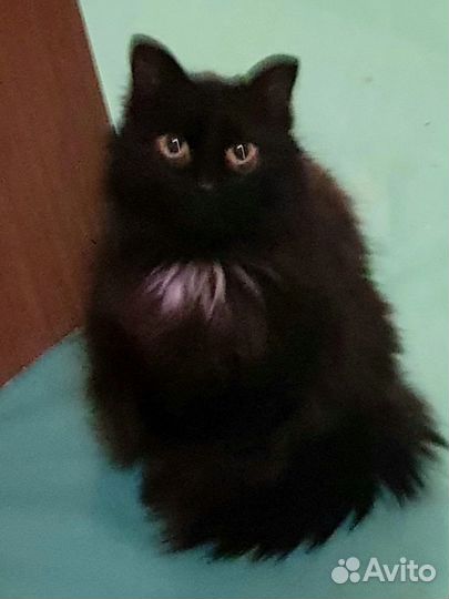 Кошка в хорошие руки