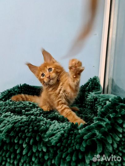 Рыжее солнышко