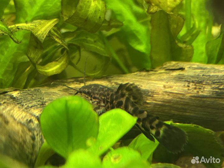 Сом таракатум