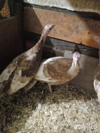 Индюки индюшки