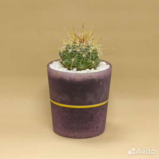 Кактусы