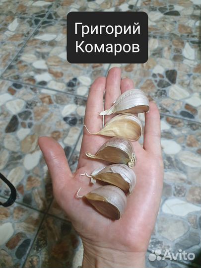 Крупные сорта чеснока Отборные
