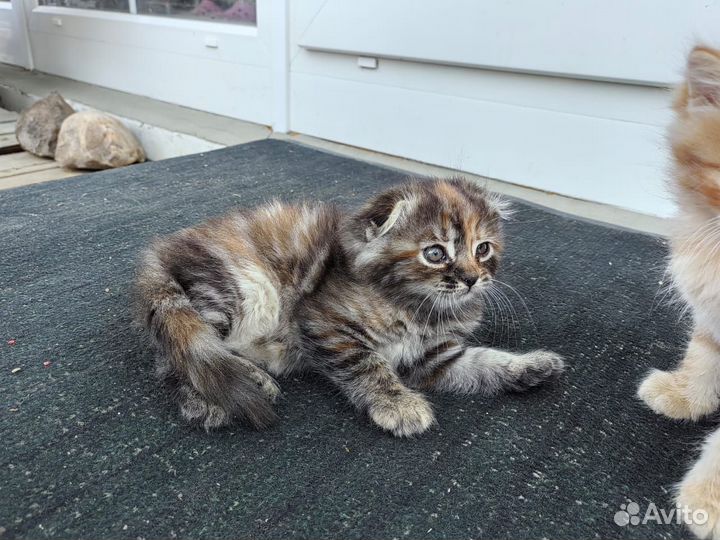 Отдам в добрые руки