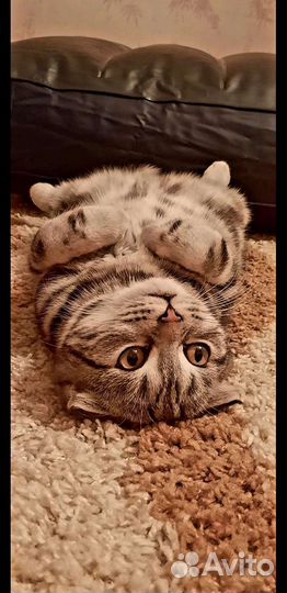 Британский котик вязка