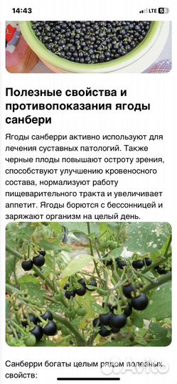 Рассада санберри