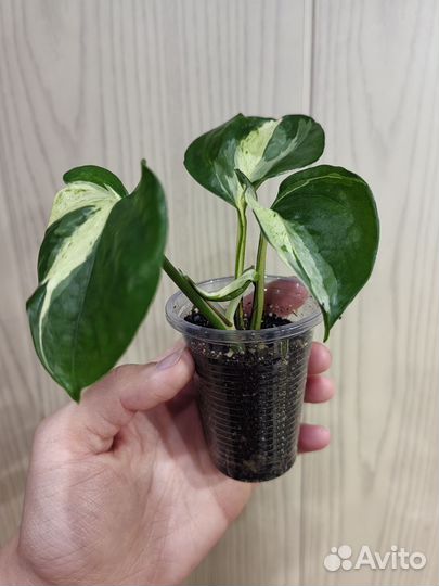 Эпипремнум хеппи лиф