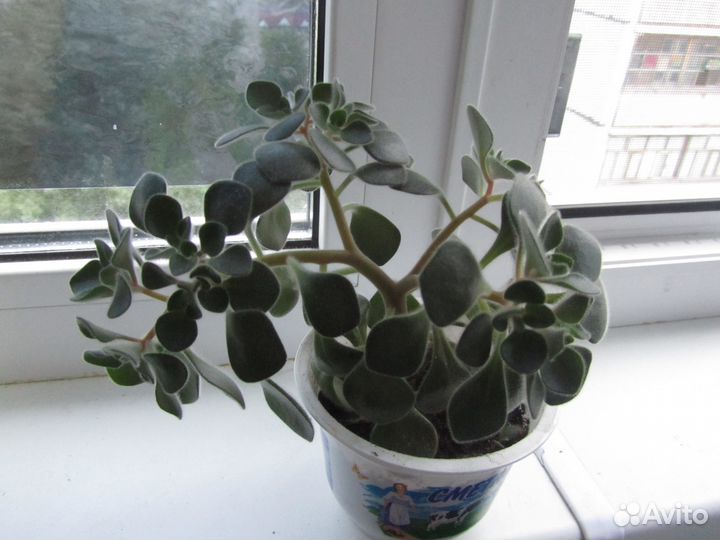 Каланхоэ лечебный и т. д