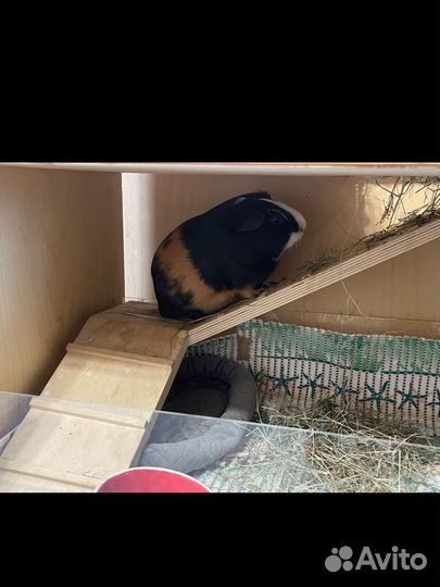 Стеллаж для морских свинок