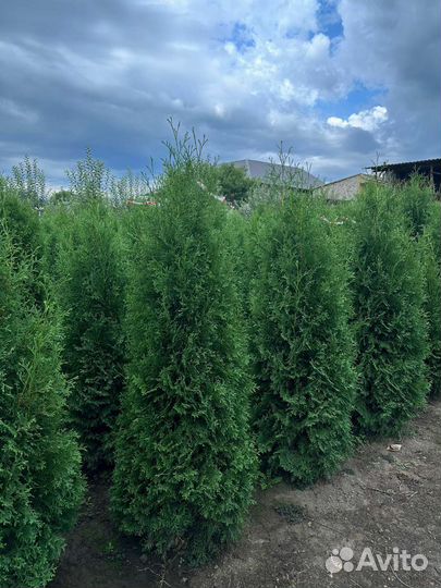 Туя Колумна 1,7-метра