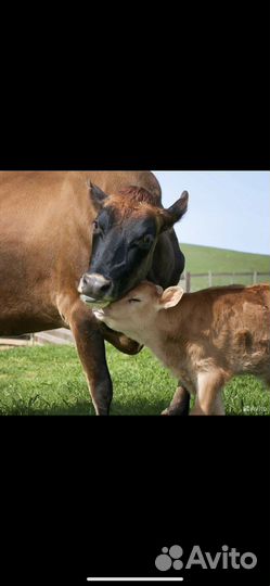 Осеменение коров