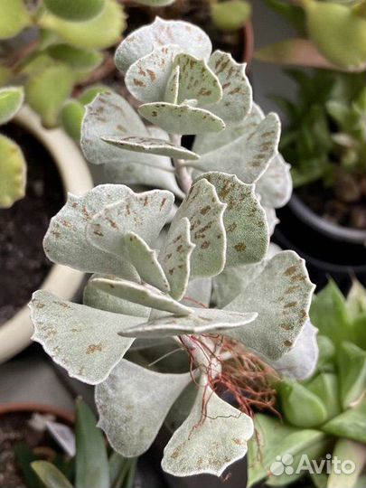 Растения, набор - сюрприз