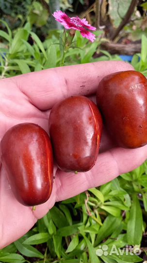 Саженцы Зизифуса и другие саженцы