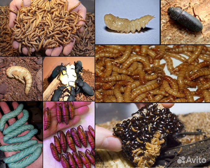 Сверчки,тараканы,личинки,улитки,грызуны,живой корм
