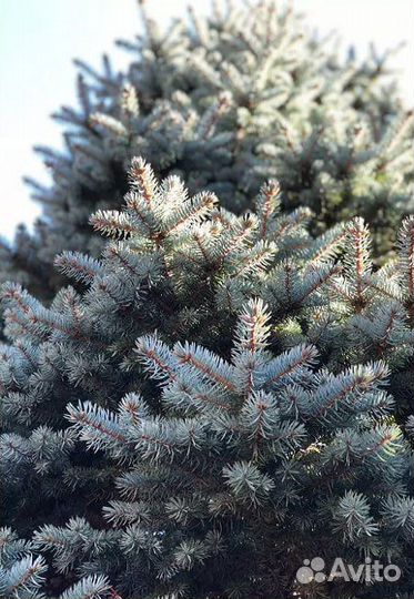 Ель колючая Роял Блю