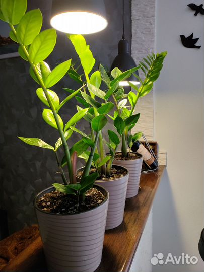 Замиокулькас