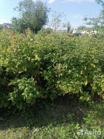 Ремонтантная малина