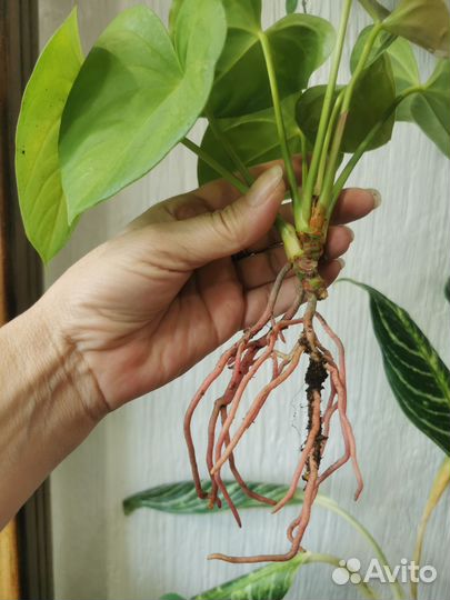 Антуриум Пурпул харт